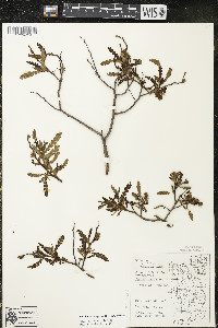Comptonia peregrina image