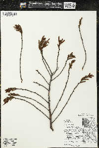 Comptonia peregrina image