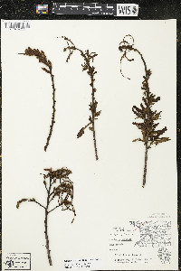 Comptonia peregrina image