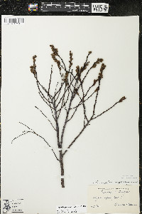 Comptonia peregrina image