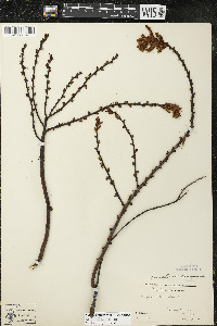 Comptonia peregrina image