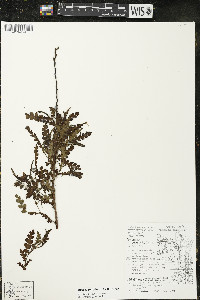 Comptonia peregrina image
