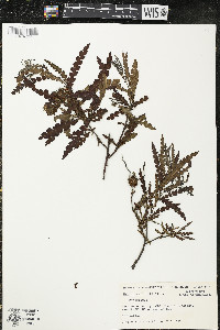 Comptonia peregrina image