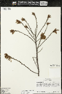 Comptonia peregrina image