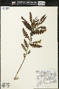 Comptonia peregrina image