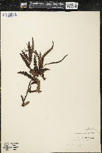 Comptonia peregrina image