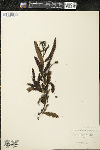 Comptonia peregrina image