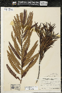 Comptonia peregrina image