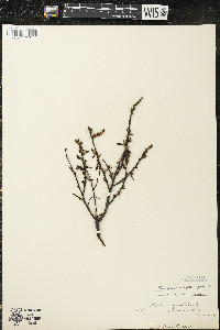 Comptonia peregrina image