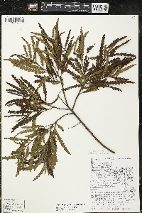 Comptonia peregrina image