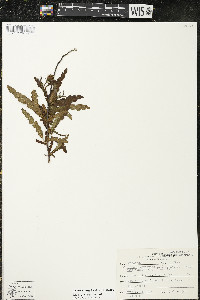 Comptonia peregrina image