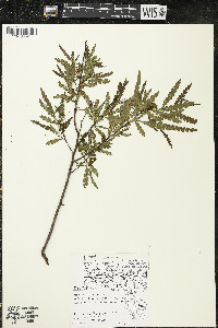 Comptonia peregrina image