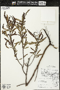 Comptonia peregrina image