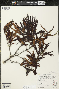 Comptonia peregrina image