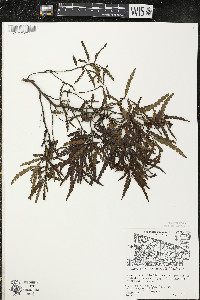 Comptonia peregrina image