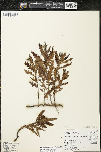 Comptonia peregrina image