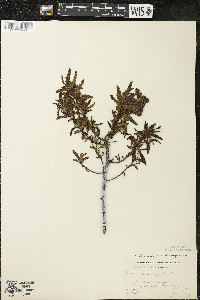 Comptonia peregrina image
