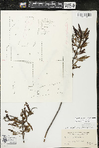 Comptonia peregrina image