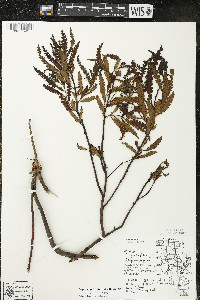 Comptonia peregrina image