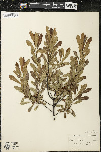 Myrica gale image