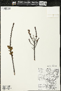 Myrica gale image