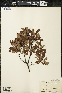 Myrica gale image