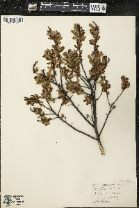 Myrica gale image
