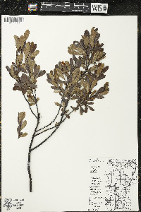 Myrica gale image