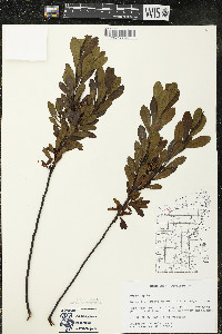 Myrica gale image