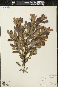 Myrica gale image