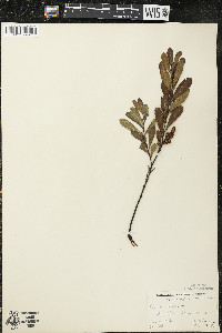 Myrica gale image