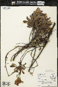 Myrica gale image