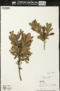 Myrica gale image