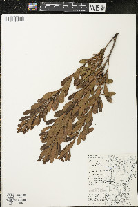 Myrica gale image