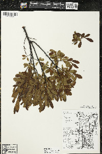 Myrica gale image