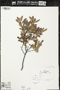 Myrica gale image