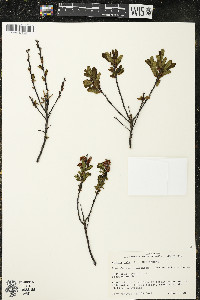 Myrica gale image