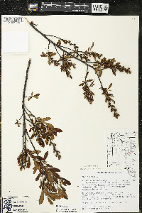 Myrica gale image