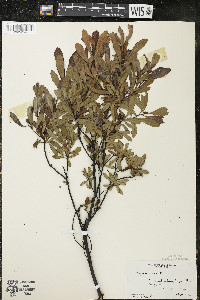 Myrica gale image