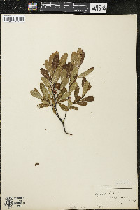 Myrica gale image