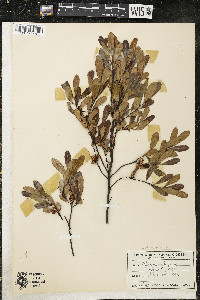 Myrica gale image