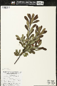 Myrica gale image