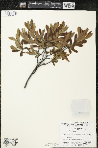 Myrica gale image