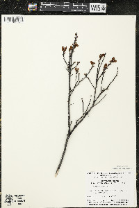 Myrica gale image