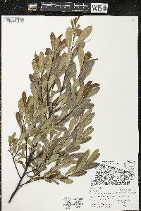 Myrica gale image