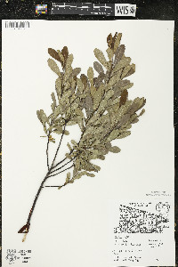 Myrica gale image