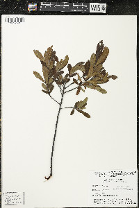 Myrica gale image