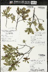 Myrica gale image