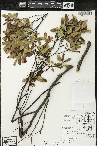 Myrica gale image