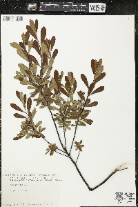Myrica gale image